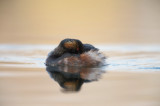 D4_3620F geoorde fuut (Podiceps nigricollis, Black-necked Grebe).jpg