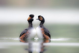 D4_4286F geoorde fuut (Podiceps nigricollis, Black-necked Grebe).jpg