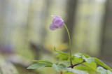 D4_4787F bosanemoon (Anemone nemorosa, Wood anemone).jpg