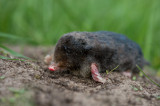 D4_4507F mol (Talpa europaea, Mole).jpg