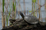 D40_0751F europese moerasschildpad (Emys orbicularis).jpg