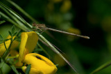 D40_6149F bruine winterjuffer.jpg