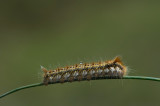 D40_6210F rups rietvinkvlinder (Euthrix potatoria, Drinker).jpg