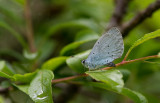 D40_6328F boomblauwtje (Celastrina argiolus, Holy Blue).jpg