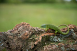 D40_7279F smaragdhagedis (Lacerta bilineata, Western green lizard).jpg