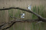 D40_7622F kokmeeuw (Chroicocephalus ridibundus, Black-headed Gull).jpg