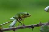 D40_8722F boomkikker (Hyla arborea, European Treefrog).jpg