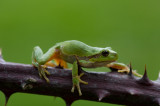 D40_8726F boomkikker (Hyla arborea, European Treefrog).jpg