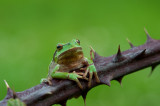 D40_8931F boomkikker (Hyla arborea, European Treefrog).jpg