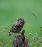 D40_2214F steenuil (Athene noctua, Little Owl).jpg