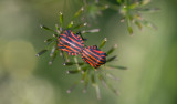 D40_3400F pyjamawants (Graphosoma lineatum).jpg