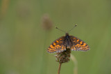 D40_4372F bosparelmoervlinder (Melitaea athalia).jpg