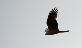 D40_5313F zwarte wouw (Milvus migrant, Black Kite).jpg