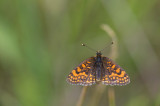 D40_4391F bosparelmoervlinder (Melitaea athalia).jpg