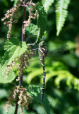 D40_3524F gewone bronlibel (Cordulegaster boltonii, Common Goldenring or Golden ringed Dragonfly;male).jpg