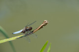 D40_4825F platbuik (Libellula depressa).jpg