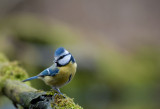 700_1800F pimpelmees (Parus caeruleus, Blue Tit).jpg