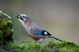 700_1179F vlaamse gaai (Garrulus glandarius, Eurasian Jay).jpg