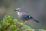 700_1127F vlaamse gaai (Garrulus glandarius, Eurasian Jay).jpg