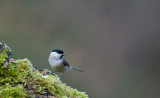 700_1095F matkop (Poecile montanus synoniem Parus montanus, Northern Willow Tit).jpg