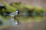 700_1660F koolmees (Parus major, Great Tit).jpg