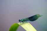 D40_3126F weidebeekjuffer (Calopteryx splendens, Western Demoiselle), male.jpg