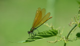 D40_3304F bosbeekjuffer (Calopteryx virgo, Beautiful Demoiselle), female.jpg