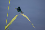 D40_3452F weidebeekjuffer (Calepteryx splendens, Western Demoiselle), male.jpg