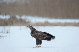 700_0338F zeearend (Haliaeetus albicilla, White-tailed sea eagle).jpg
