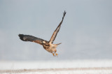 700_9804F buizerd (Buteo buteo, Buzzard).jpg