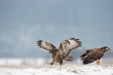 700_9946F buizerd (Buteo buteo, Buzzard).jpg