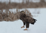 700_0119F zeearend (Haliaeetus albicilla, White-tailed sea eagle).jpg