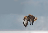 700_9923F buizerd (Buteo buteo, Buzzard).jpg