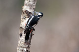 700_1603F grote bonte specht (Dendrocopos major, Great Spotted Woodpecker).jpg