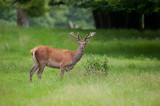 700_6759F edelhert (Cervus elaphus, Red deer).jpg