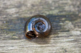 700_2740F waterslak.jpg