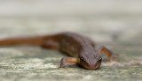 700_2876F kleine watersalamander (Lissotriton vulgaris (synoniem Triturus vulgaris), Smooth Newt).jpg