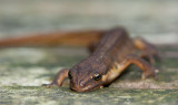 700_2888F kleine watersalamander (Lissotriton vulgaris (synoniem Triturus vulgaris), Smooth Newt).jpg
