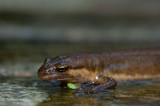 700_2892 kleine watersalamander (Lissotriton vulgaris (synoniem Triturus vulgaris), Smooth Newt).jpg