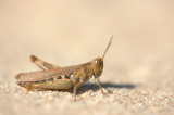 700_2995F sprinkhaan.jpg
