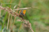 700_3074F kleine vuurvlinder (Lycaena phlaeas, Small Copper).jpg
