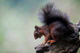 700_3992F rode eekhoorn (Sciurus vulgaris, Red squirrel).jpg