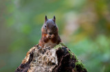 700_4034F rode eekhoorn (Sciurus vulgaris, Red squirrel).jpg