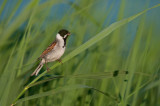 300_4345F rietgors (Emberiza schoeniclus, Common Reed Bunting).jpg