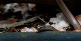300_4429F hazelworm (Anguis fragilis, Slow worm).jpg