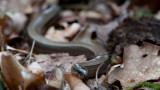 300_4463F hazelworm (Anguis fragilis, Slow worm).jpg