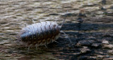 300_4651F kelderpissebed.jpg