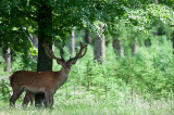 700_6725F edelhert (Cervus elaphus, Red deer).jpg