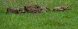 700_6803F wild zwijn (Sus scrofa, wild boar).jpg