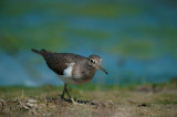 700_6316F oeverloper (Actitis hypoleucos, Common Sandpiper).jpg